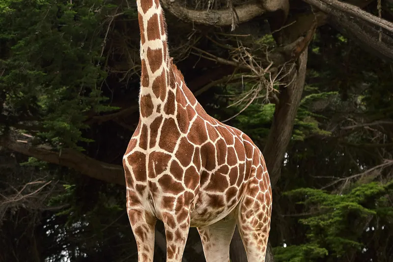 Giraffe standing among trees at a safari park